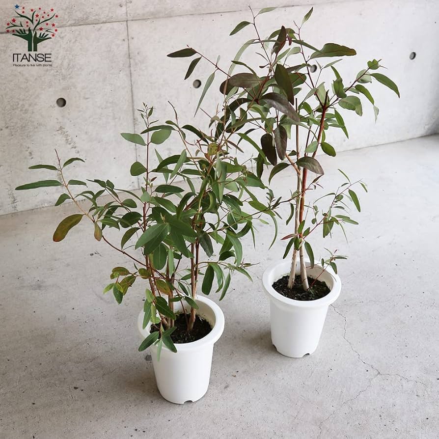 ユーカリ科さま専用 ユーカリ科さま専用 ユーカリ | 観葉植物の通販ならHitoHana